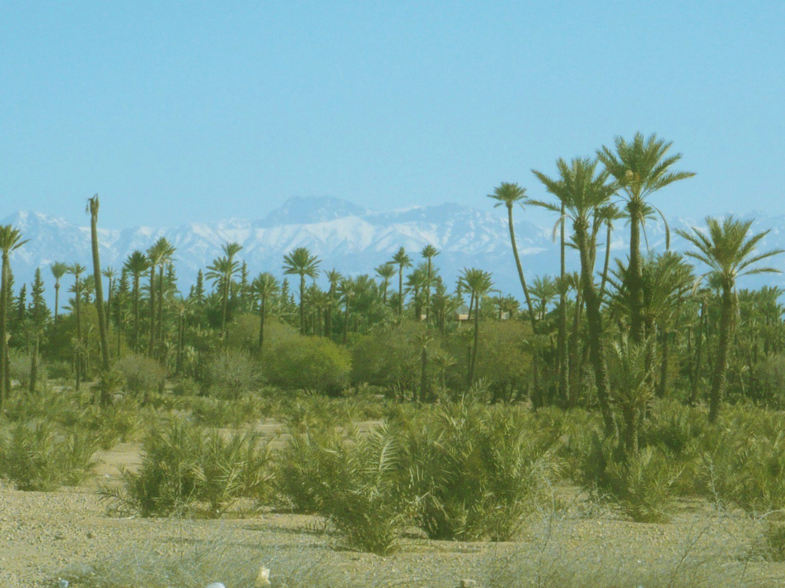 Terrain A Vendre Au Circuit De La Palmeraie Marrakech